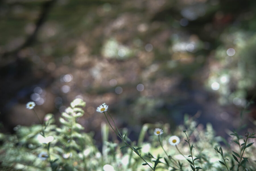 0726夏涼フォトウォーク_もぐすた-28