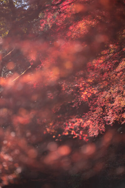 箕面photo-10